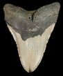 Bargain Megalodon Tooth - North Carolina #48900-1